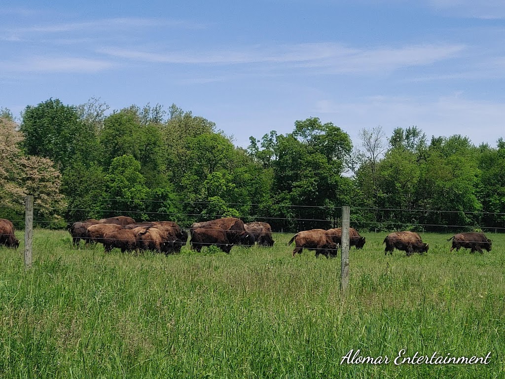 Eel River Bison Ranch | 7480 W River Rd, South Whitley, IN 46787, USA | Phone: (260) 229-9115