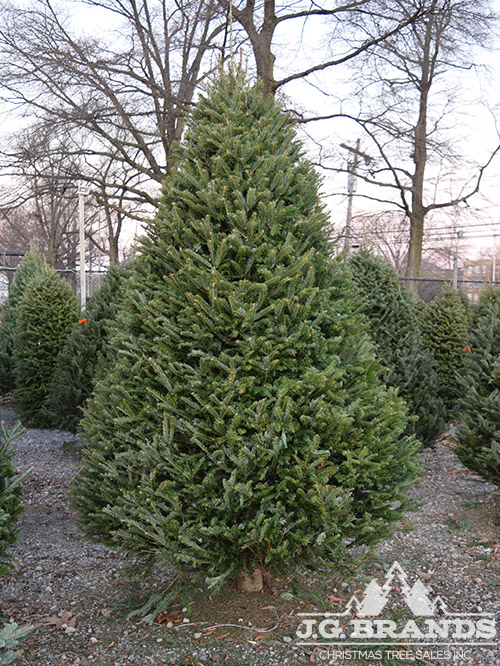 J.G. Brands Christmas Tree Sales, Inc. | 235th Ct &, Hillside Avenue, Queens, NY 11426, USA | Phone: (718) 464-8653