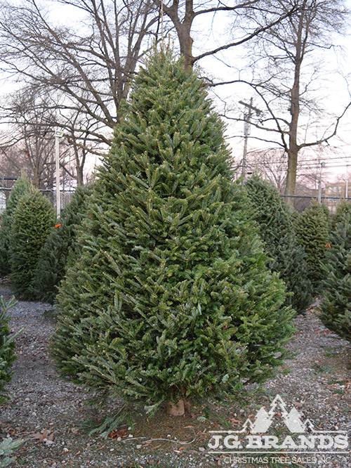 J.G. Brands Christmas Tree Sales, Inc. | 235th Ct &, Hillside Avenue, Queens, NY 11426 | Phone: (718) 464-8653