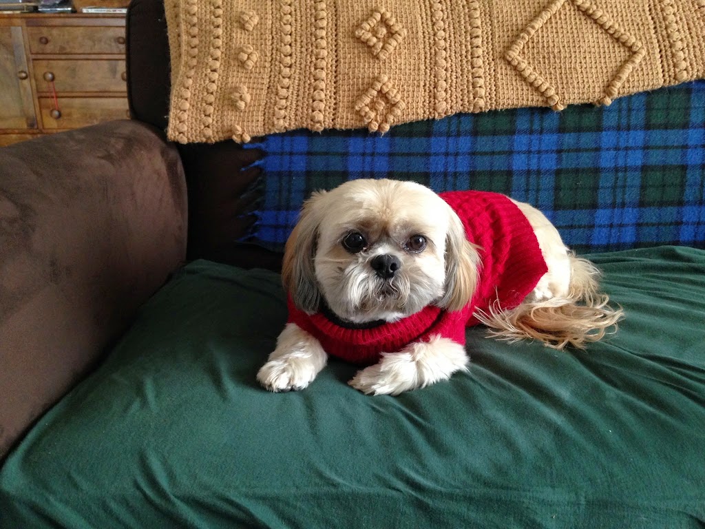 Morgan Pet Clinic | 16937 Audrey St, Omaha, NE 68136, USA | Phone: (402) 895-1001