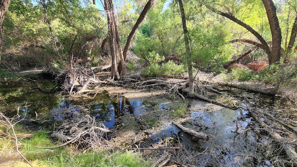 Hassayampa River Preserve | 49614 U.S. Hwy 60 89, Wickenburg, AZ 85390, USA | Phone: (928) 684-2772