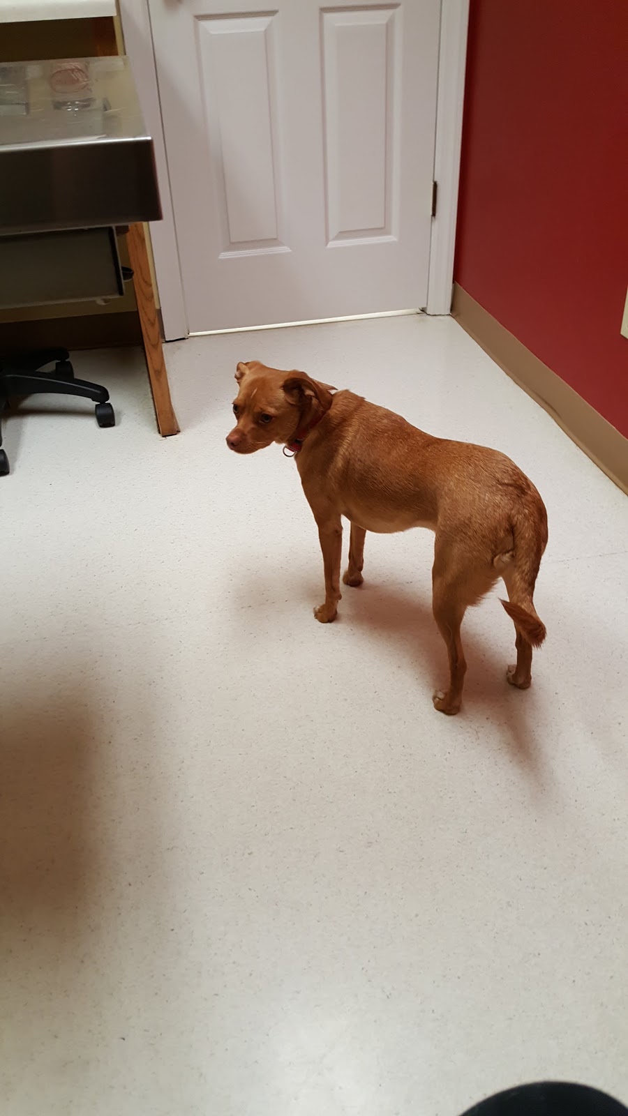 Slippery Rock Veterinary Hospital | 131 Branchton Rd, Slippery Rock, PA 16057, USA | Phone: (724) 794-8545