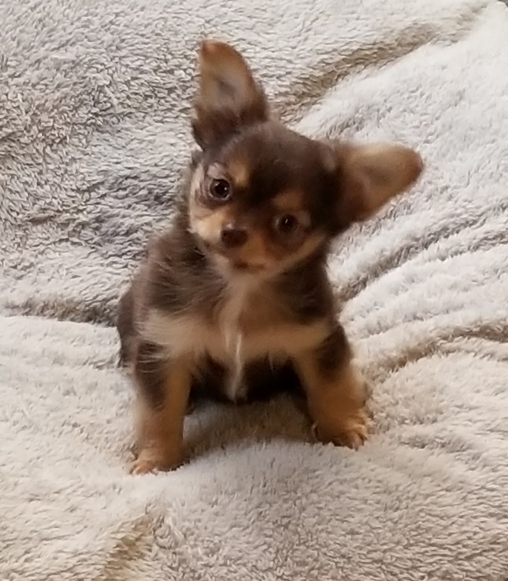 chihuahuas unlimited | 61315 Pugh Rd, Lacombe, LA 70445, USA | Phone: (985) 445-2878