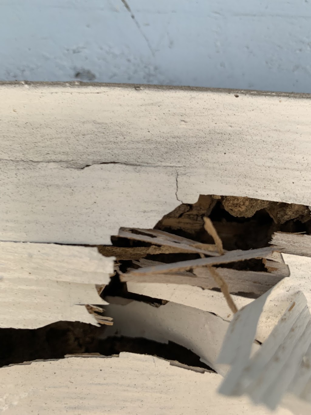 Buggin Out Termite & Pest Control | 8420 Ulmerton Rd # 402, Largo, FL 33771, USA | Phone: (727) 535-2629