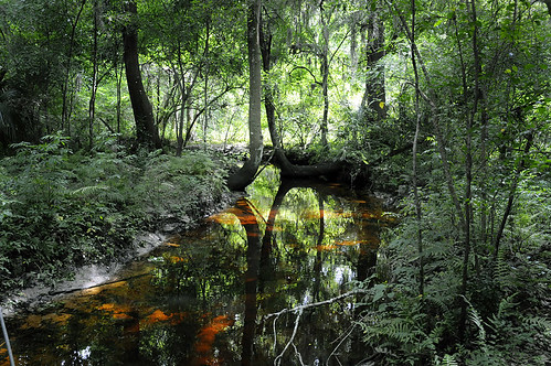 Jacksonville Arboretum & Gardens | 1445 Millcoe Rd, Jacksonville, FL 32225, USA | Phone: (904) 318-4342