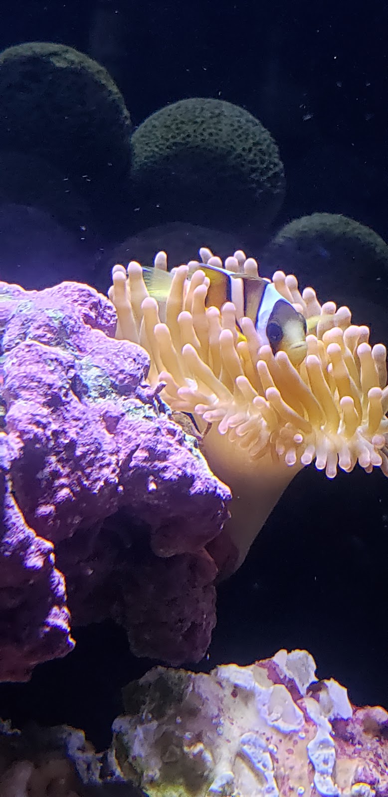 Orange County Reef Care | 13602 Milton Ave, Westminster, CA 92683, USA | Phone: (714) 262-9384