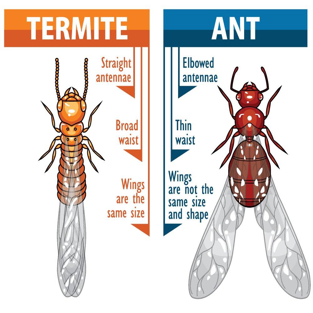 Pinellas Termite and Pest Control Inc. | 12353 91st Terrace, Seminole, FL 33772, USA | Phone: (727) 488-4868