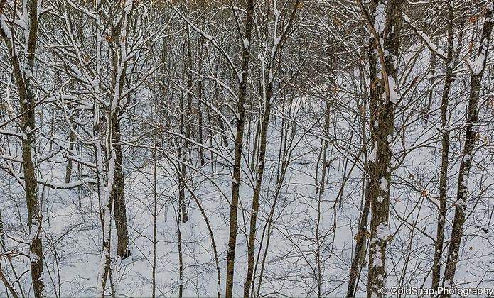 Franconia Bluffs Scientific and Natural Area (SNA) | MN-95, Shafer, MN 55074, USA | Phone: (651) 259-5800