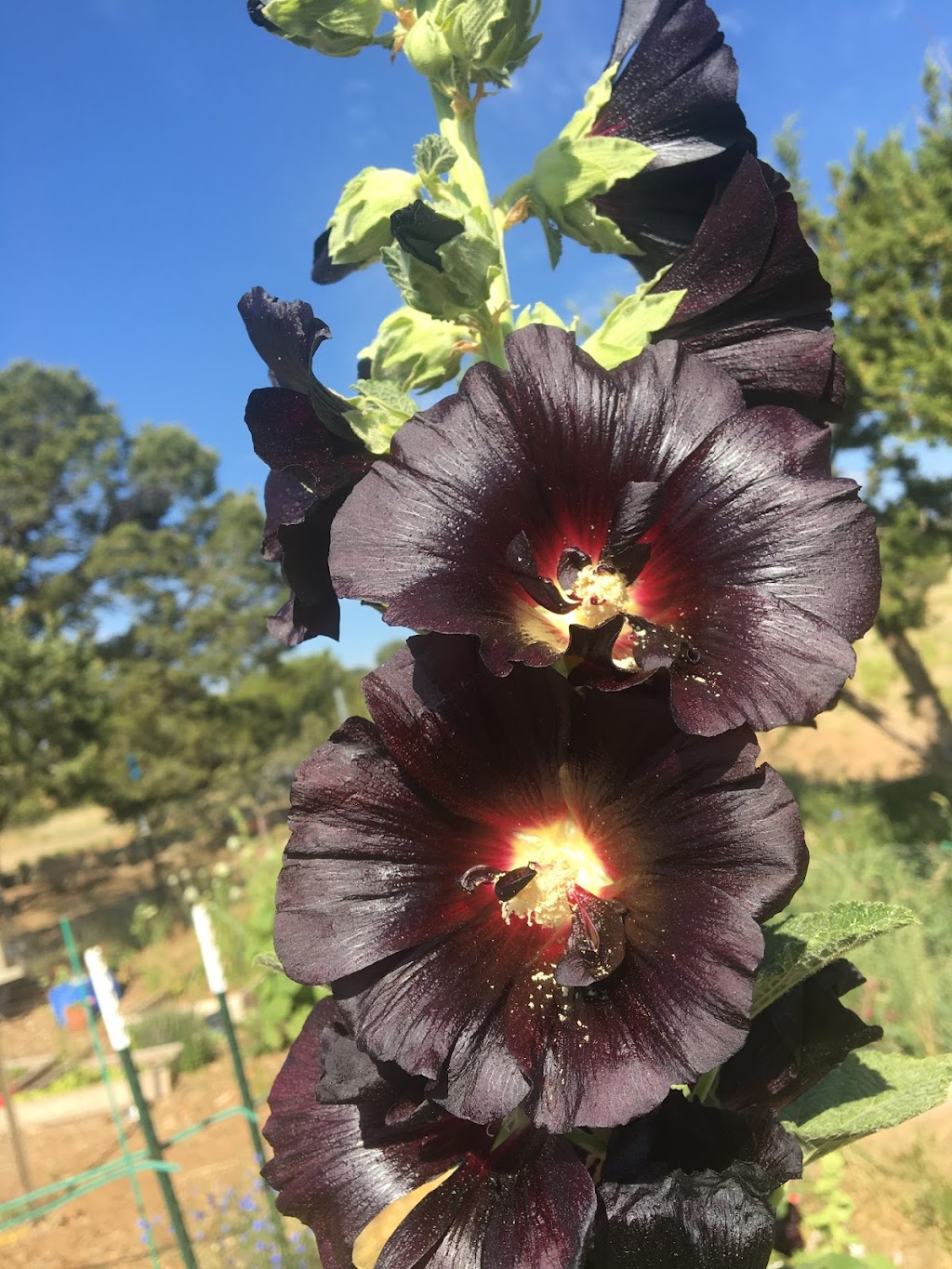 GreenValley Pest Management | 20 Entranosa Ln, Sandia Park, NM 87047, USA | Phone: (505) 435-7000