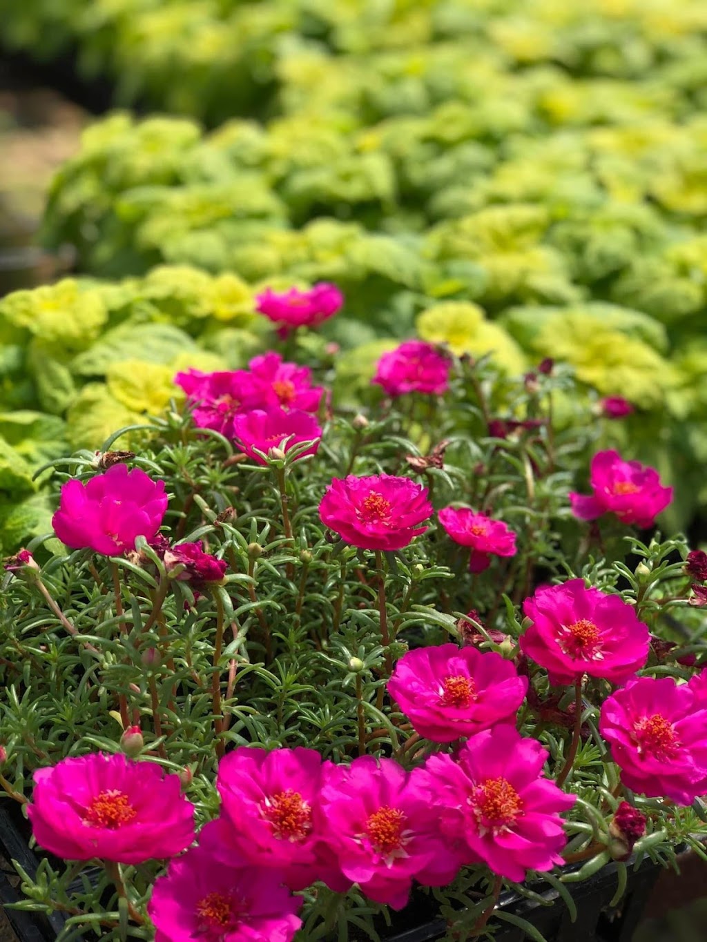 Premier Nursery | 1501 Airport Fwy, Euless, TX 76040, USA | Phone: (817) 685-0932