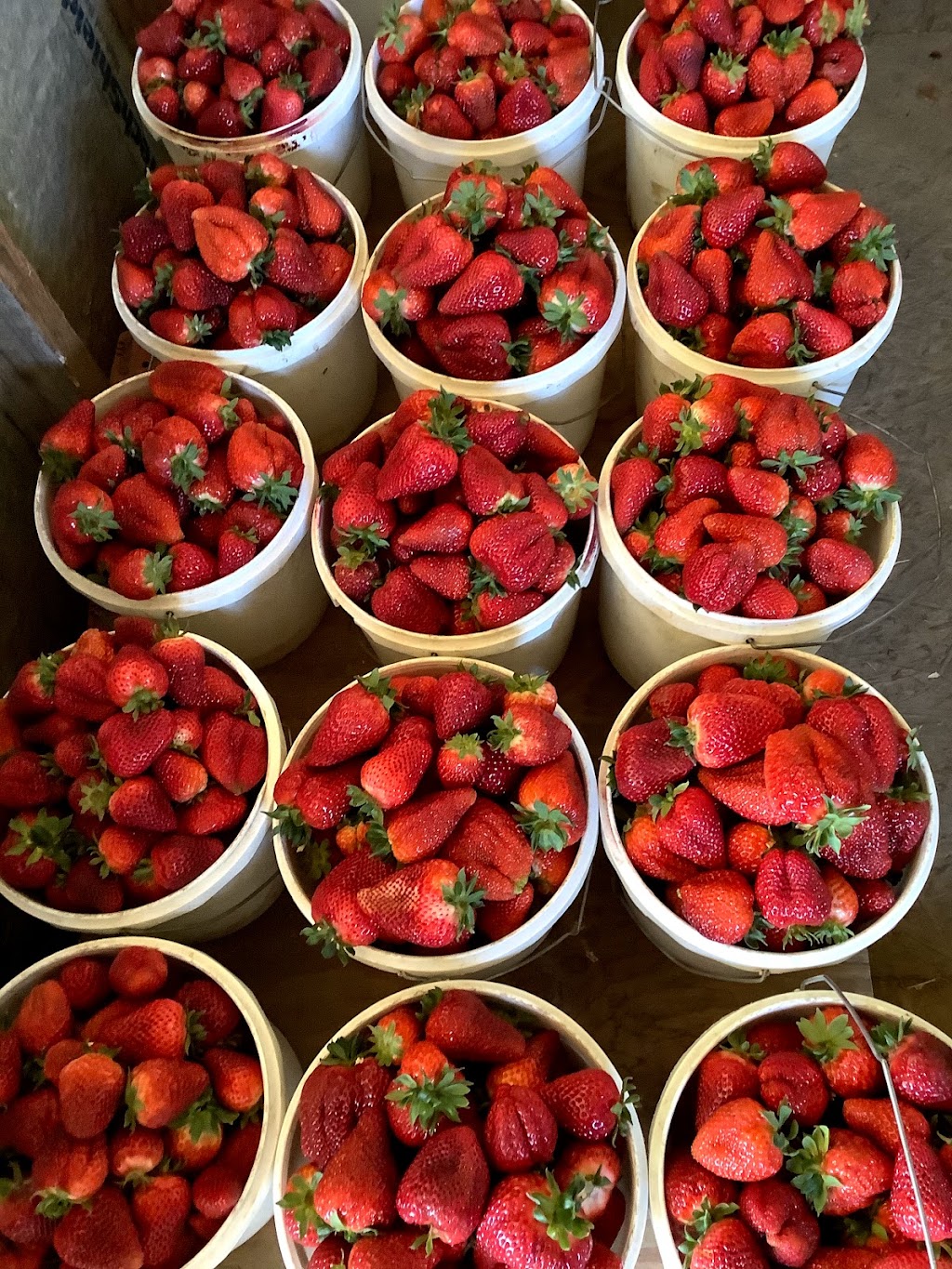 C&S Strawberry Patch | 6382 Horseshoe Bar Rd, Loomis, CA 95650, USA | Phone: (916) 398-0306