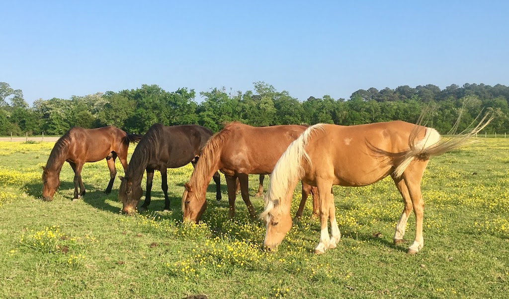 Esperanza Riding Company | 3259 Eyreville Dr, Cape Charles, VA 23310, USA | Phone: (757) 695-0550