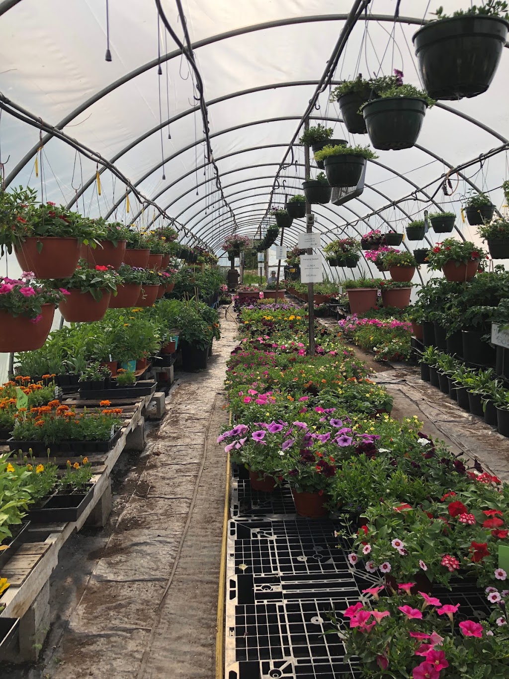 Chrissy BS Farm And Greenhouse | 4120 River Rd, Latham, NY 12110, USA | Phone: (518) 786-1555