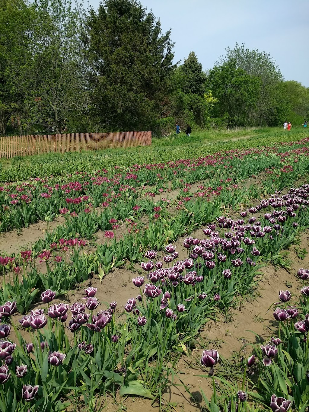 TASC Tulip Pick Farm | 1415 Balfour St, Fenwick, ON L0S 1C0, Canada | Phone: (848) 217-2661