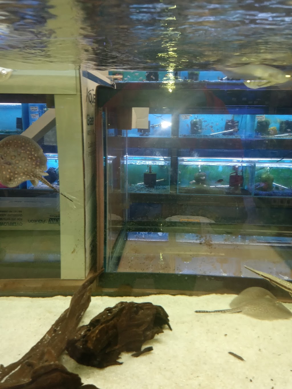 Lovely Pets Aquarium | 85 Summer St, Kingston, MA 02364, USA | Phone: (617) 786-1898