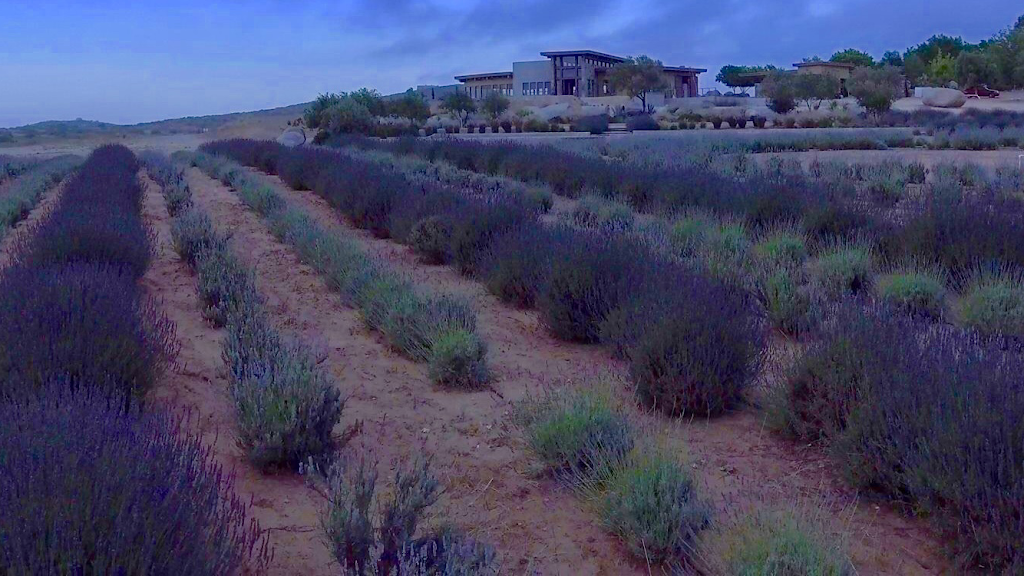 Aires de Lavanda | Carretera El Tigre Km 3.5, San Antonio de las Minas, 22320 Ensenada, B.C., Mexico | Phone: 646 117 0453