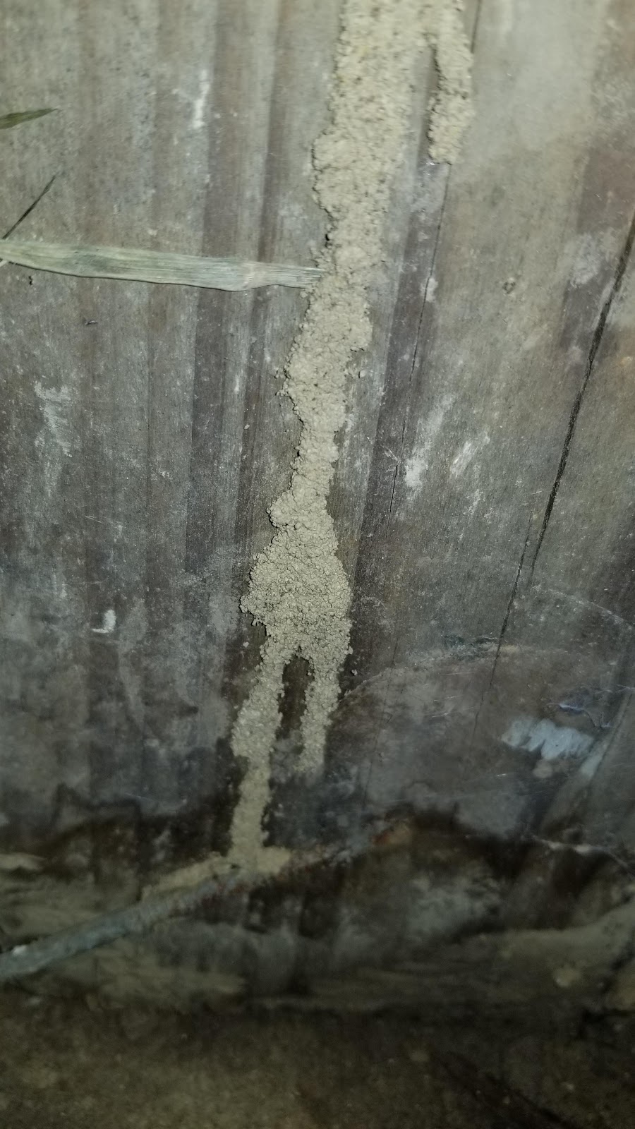 Maximum Termite & Pest Control | 2177 Bethel Hygiene Rd, Bethel, OH 45106, USA | Phone: (513) 734-9700
