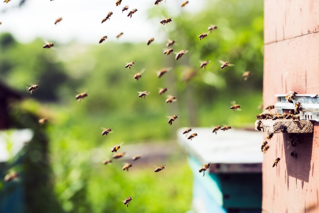 Stop Pest Control Power Washing Inc. | 18906 Dix Rd, Melvindale, MI 48122, USA | Phone: (313) 914-2981