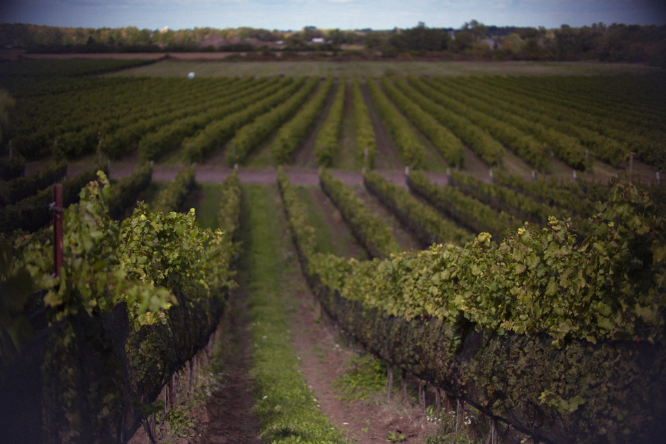 Ravine Vineyard Estate Winery | 1366 York Rd, St. Davids, ON L0S 1P0, Canada | Phone: (905) 262-8463