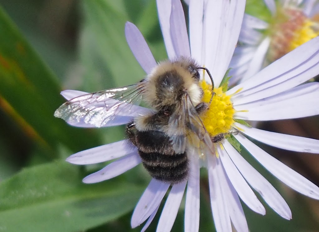 Reichert Nature Preserve Parking | 400 Tiplady Rd, Pinckney, MI 48169, USA | Phone: (734) 302-5263