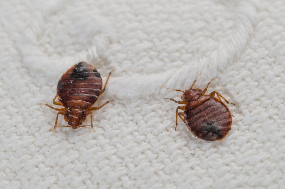 Sleep Tight Bed Bug Specialists | 4495 Margueritte Ave, Beamsville, ON L0R 1B5, Canada | Phone: (905) 977-1171 Sleep Tight Bed Bug Specialists | 4495 Margueritte Ave, Beamsville, ON L0R 1B5, Canada | Phone: (905) 977-1171