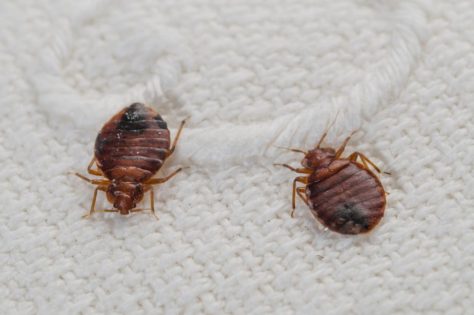 Sleep Tight Bed Bug Specialists | 4495 Margueritte Ave, Beamsville, ON L0R 1B5, Canada | Phone: (905) 977-1171