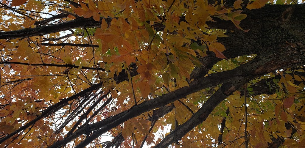 Hillside Village Hall | 425 N Hillside Ave, Hillside, IL 60162, USA | Phone: (708) 449-6450