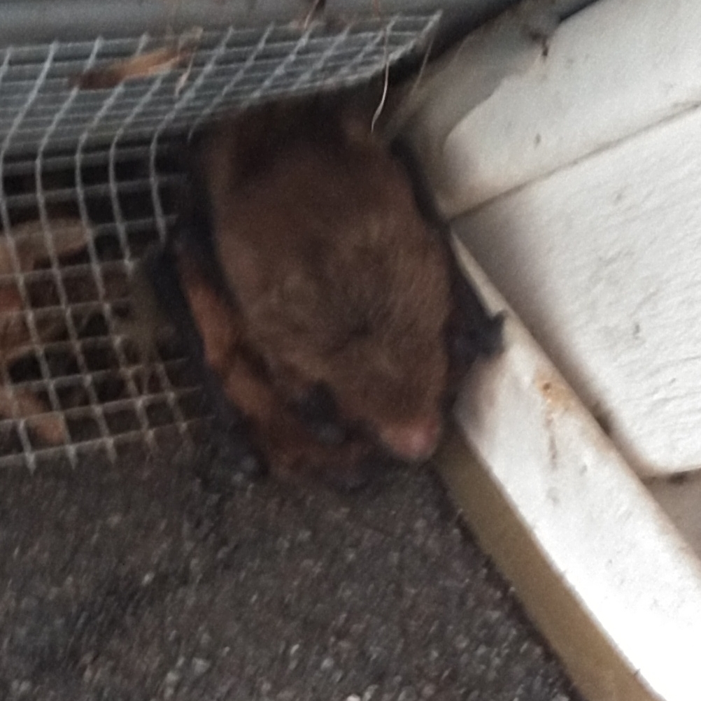 Nuisance Bat & Wildlife Control | 641 Glenwood Ave E, Big Lake, MN 55309, USA | Phone: (763) 227-9888