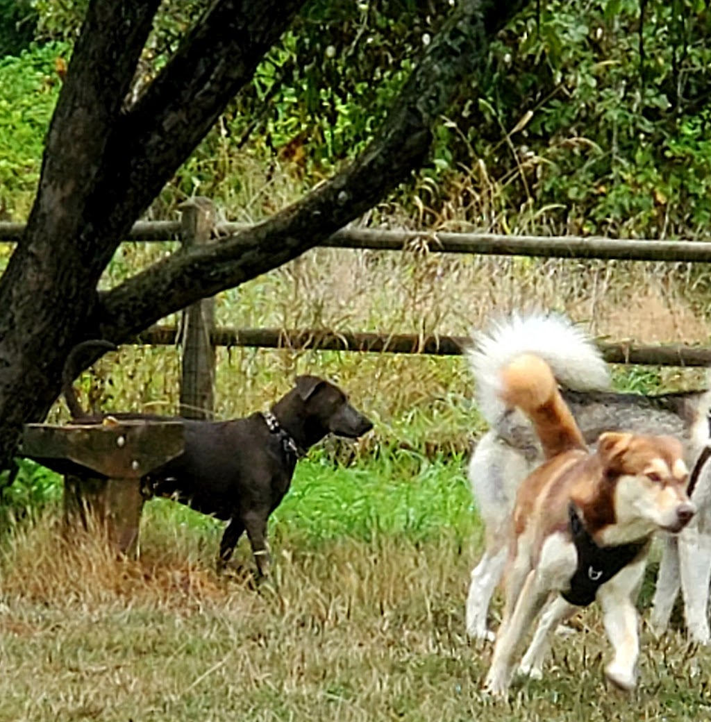 Cavalero Hill Dog Park | 7708 20th St SE, Lake Stevens, WA 98258, USA | Phone: (425) 388-6600