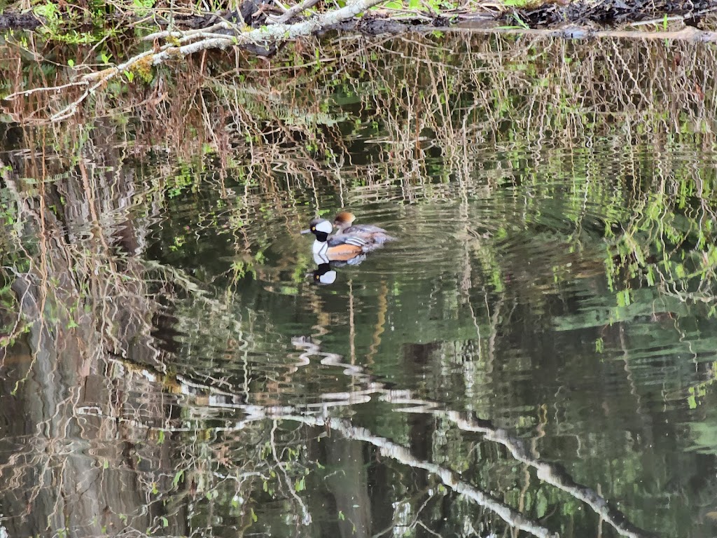 Hazel Wolf Wetlands | 24733-24739 248th Ave SE, Sammamish, WA 98075, USA | Phone: (206) 292-5907