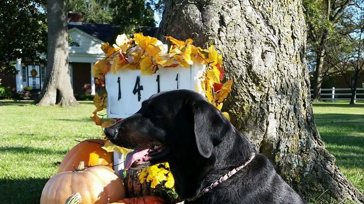 Happy Tails Groom & Board | 1411 US-61 South, Tunica, MS 38676, USA | Phone: (662) 357-8003