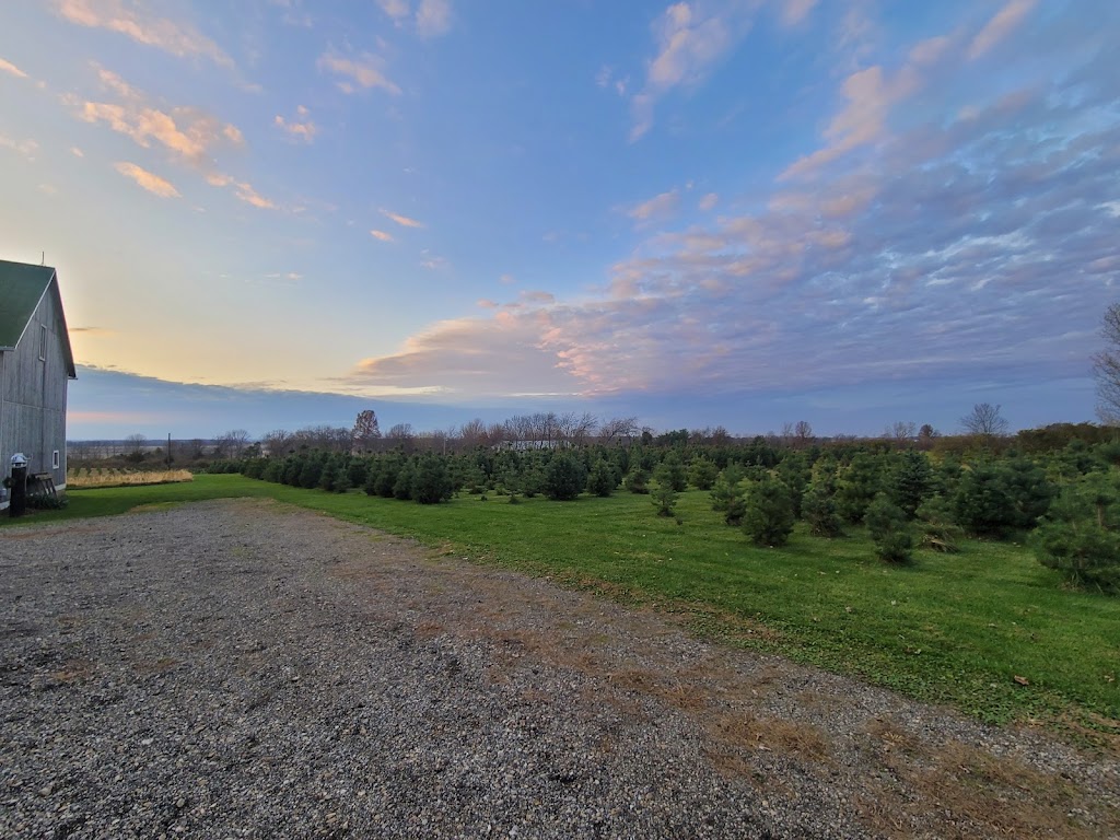 Pines & Needles Christmas Tree Farm | 12343 Winchester Rd, Ashville, OH 43103, USA | Phone: (740) 777-0983