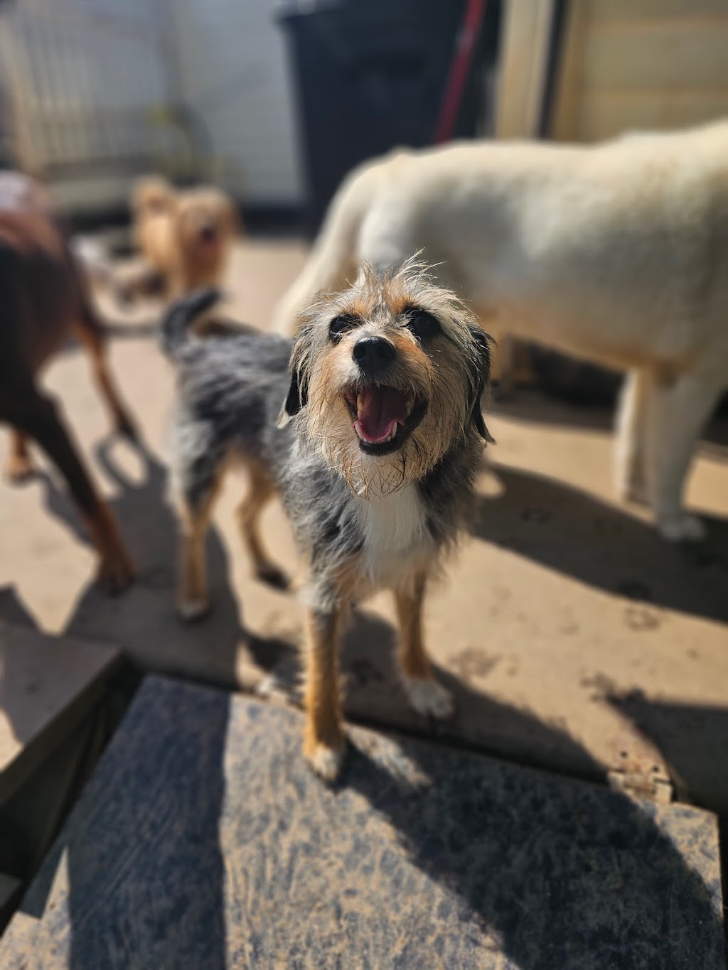 Wags and Whiskers Stay and Play | 900 Fort Mill Hwy, Indian Land, SC 29707, USA | Phone: (803) 548-3647 Wags and Whiskers Stay and Play | 900 Fort Mill Hwy, Indian Land, SC 29707, USA | Phone: (803) 548-3647