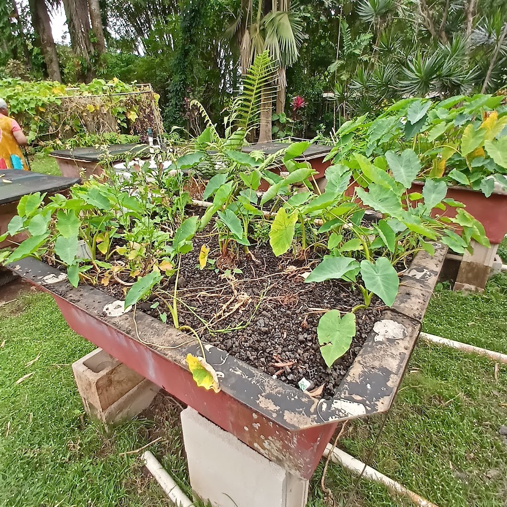 Olomana Gardens in Waimanalo, Hawaii | 41-1140 Waikupanaha St, Waimanalo, HI 96795, USA | Phone: (808) 259-0223