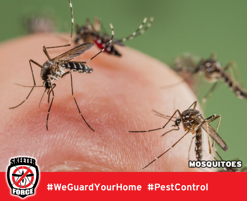 Skeeter Force LLC | 140 Golden Pheasant Dr, Slidell, LA 70461, USA | Phone: (985) 774-1189