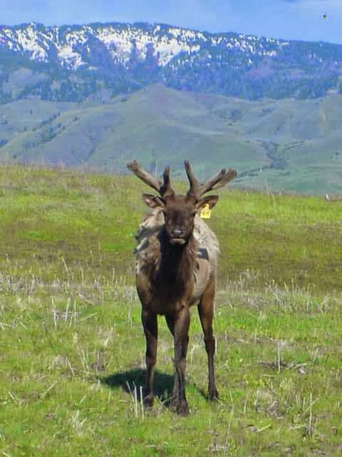 Timber Butte Elk Ranch | 104 Brownlee Rd, Horseshoe Bend, ID 83629, USA | Phone: (208) 789-0493