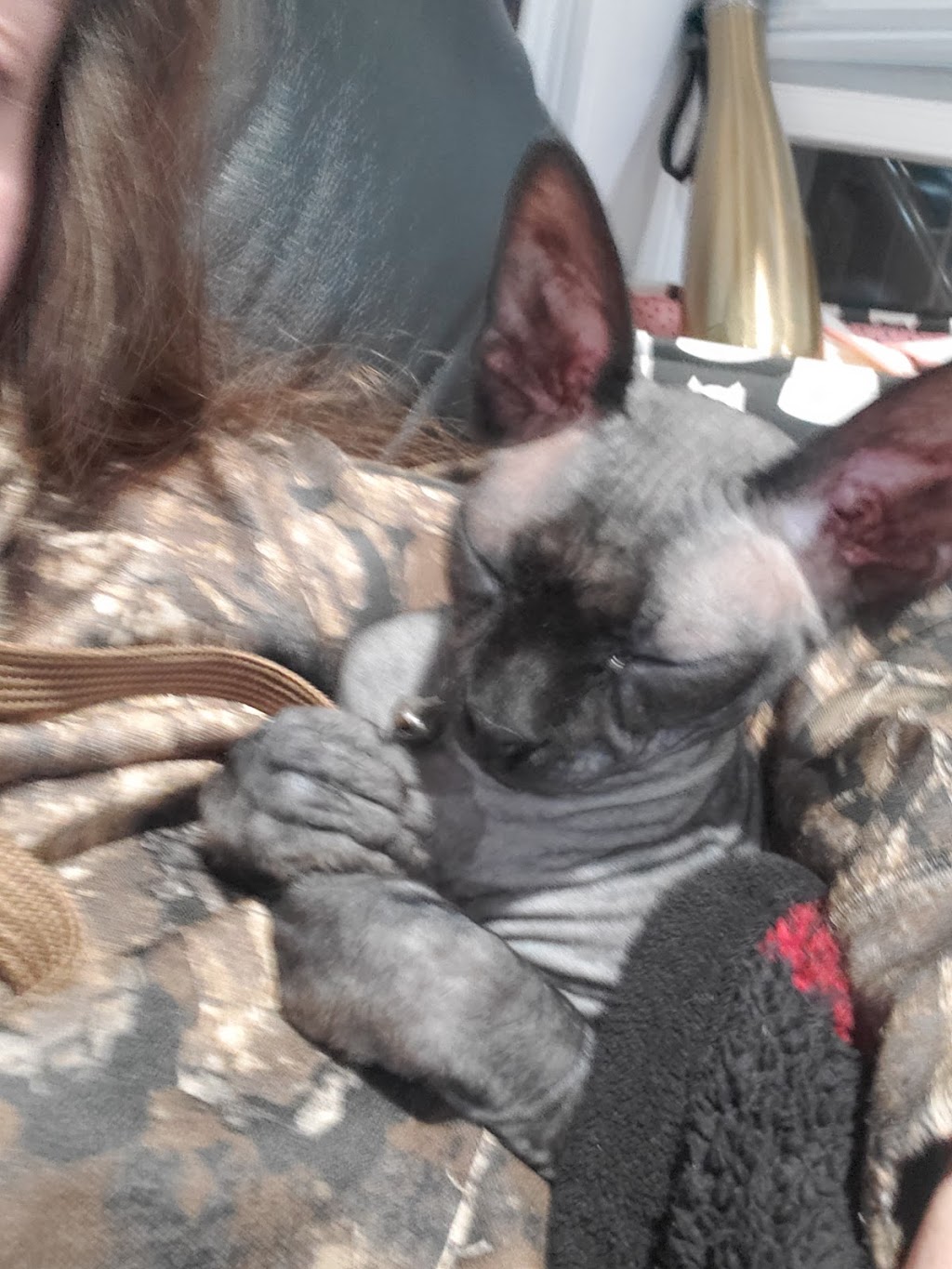 Duncan Sphynx Cattery | 941 Clark Rd, New Vienna, OH 45159, USA | Phone: (937) 302-9128