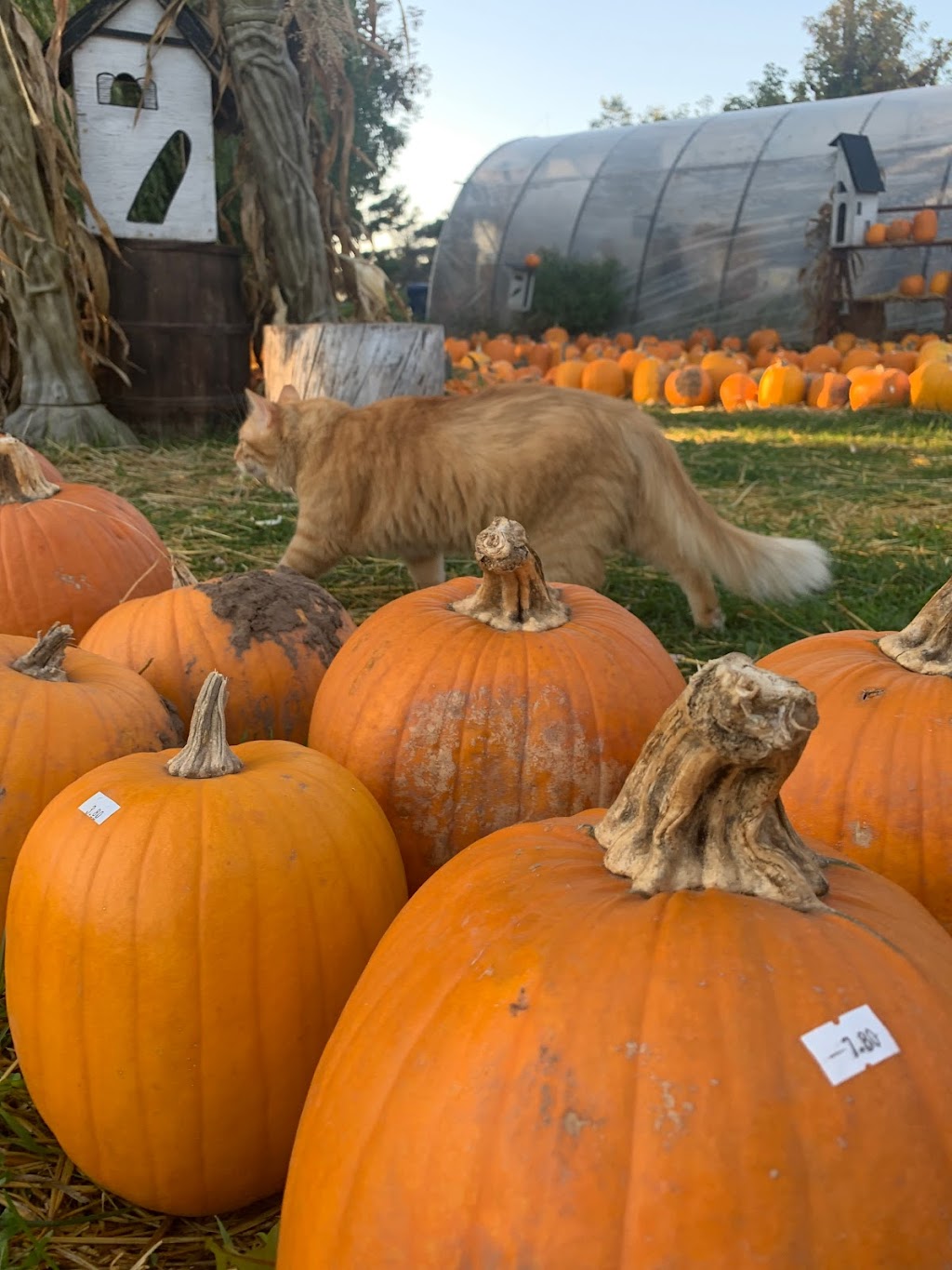 Bill & Gerry Kydds Farm Market | 3573 Saunders Settlement Rd, Sanborn, NY 14132, USA | Phone: (716) 731-5003