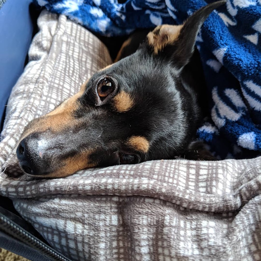 Phoenix Veterinary Referral & Emergency Center | 4015 E Cactus Rd, Phoenix, AZ 85032, USA | Phone: (602) 765-3700
