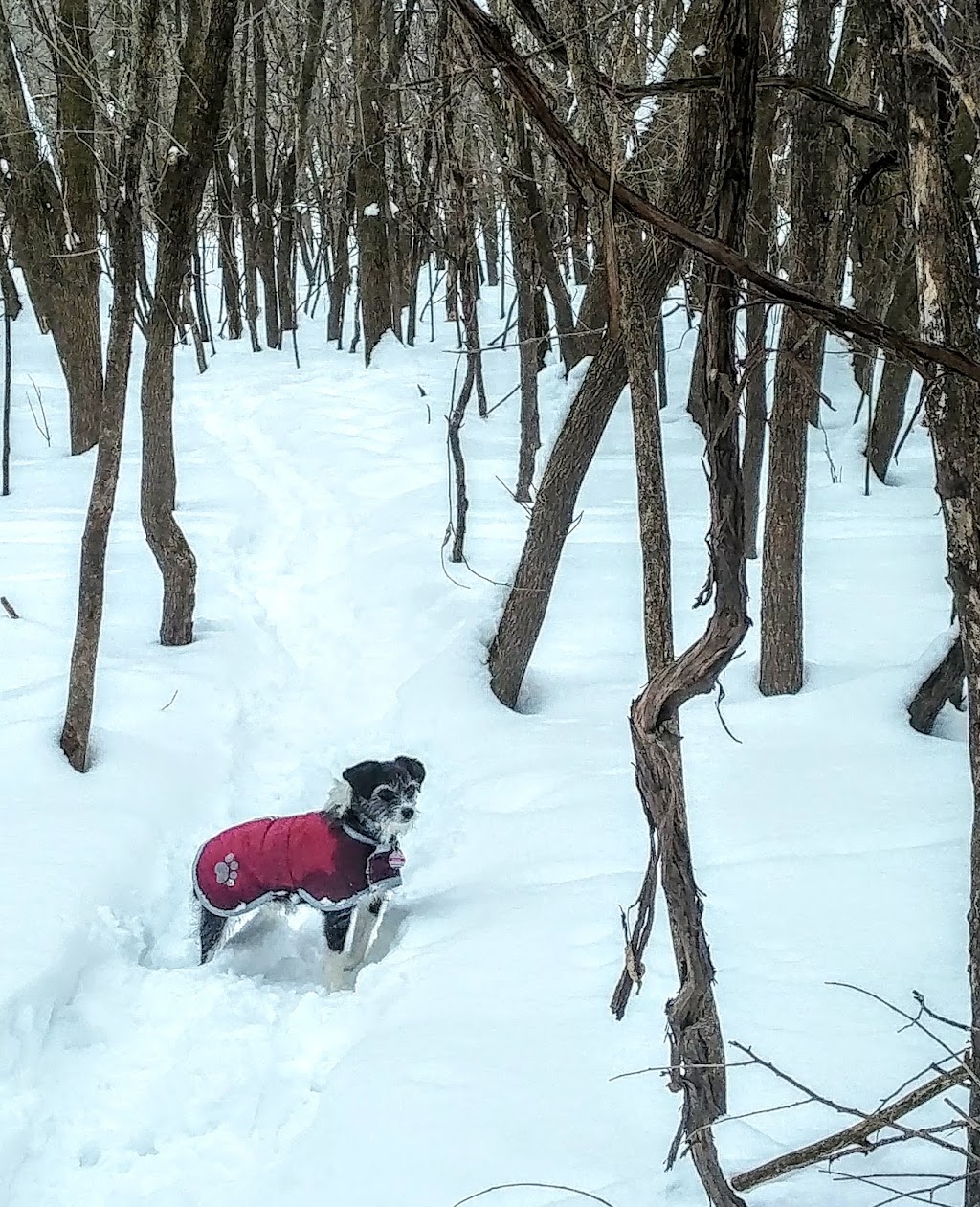 Cowling Arboretum | MN-19, Northfield, MN 55057, USA | Phone: (507) 222-4543