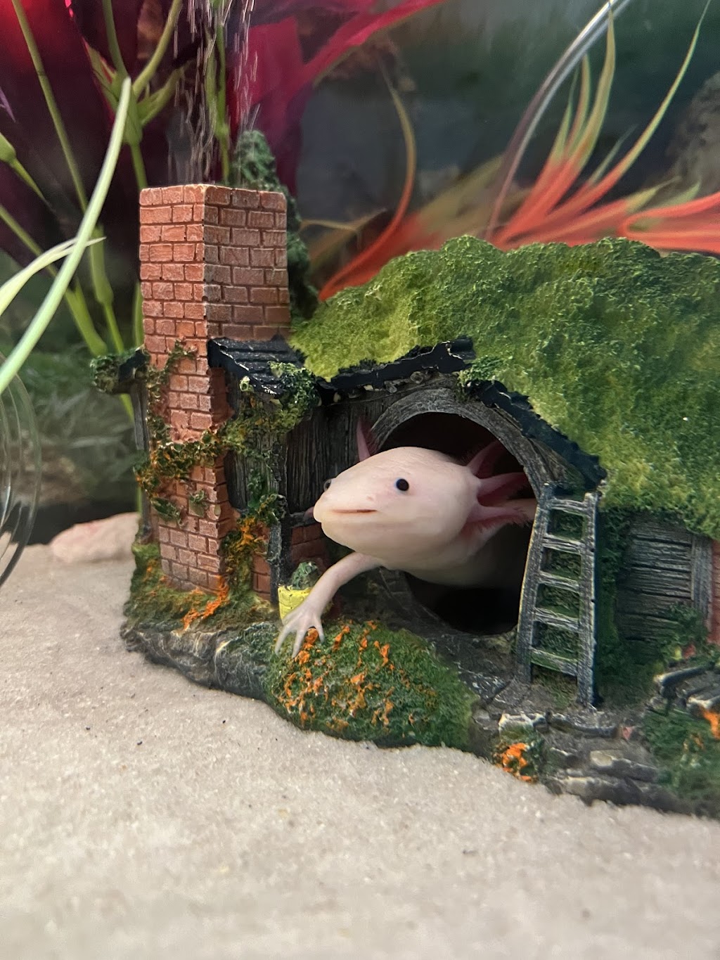 Awesome Axolotls | 10902 W Camas St, Boise, ID 83709, USA | Phone: (208) 602-3995