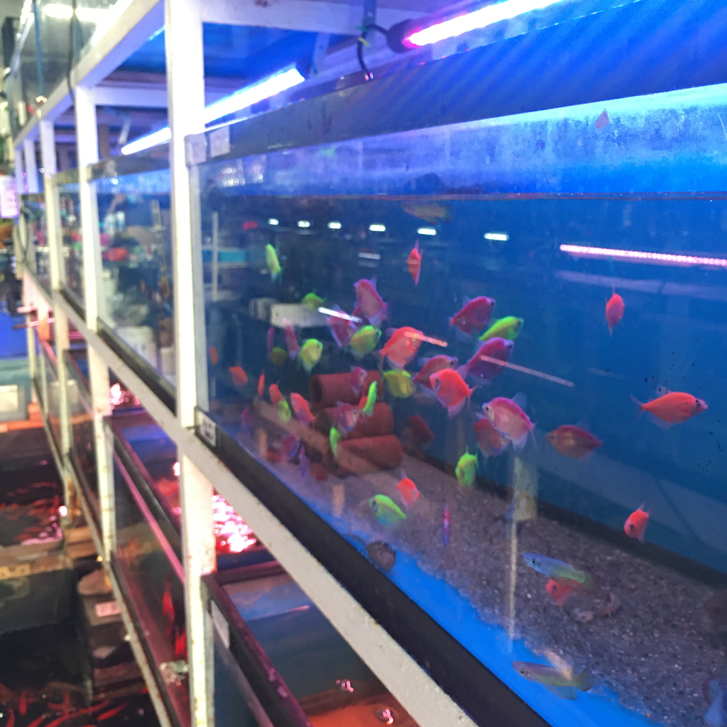 T & R AQUARIUM INC | 1026 60th St, Brooklyn, NY 11219, USA | Phone: (646) 206-8851