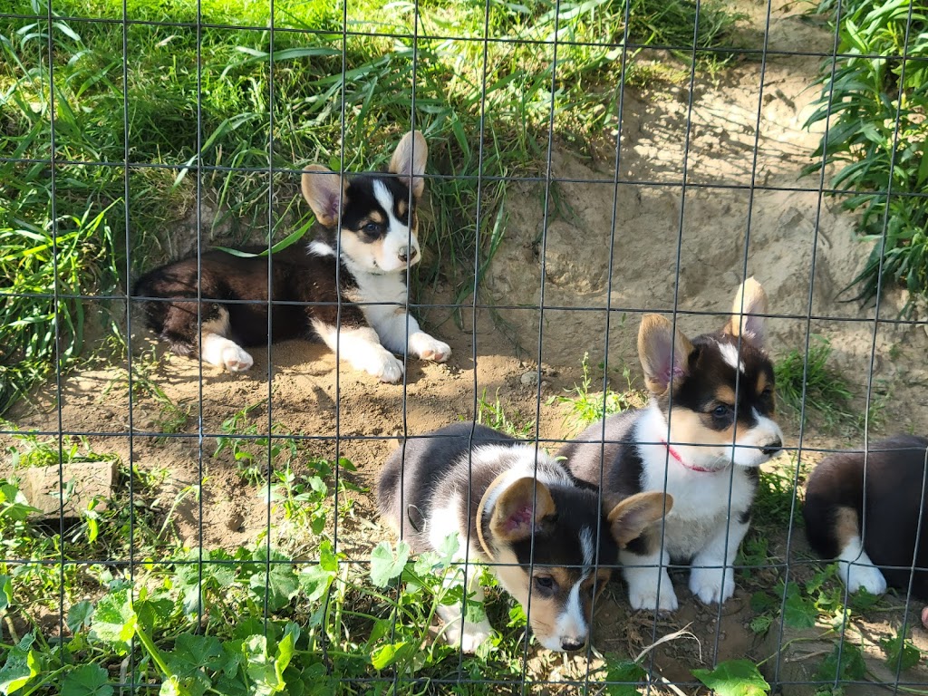 Zwicks Sunshine Corgis | 11495 Ravenna Ave NE, Louisville, OH 44641, USA | Phone: (330) 581-3698