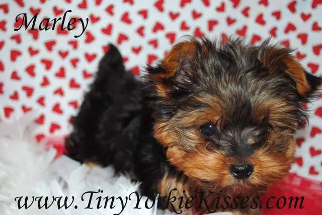 Tiny Yorkie Kisses | 7215 pleasant valley, Vacaville, CA 95688, USA | Phone: (707) 720-9042