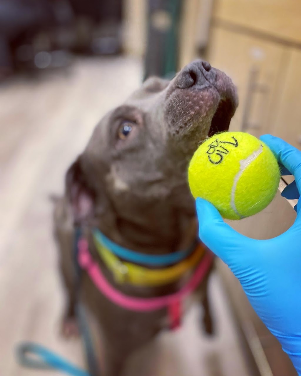 UrgentVet Pet Clinic - Fort Mill | 870 Gold Hill Rd #102, Fort Mill, SC 29708, USA | Phone: (803) 486-2550