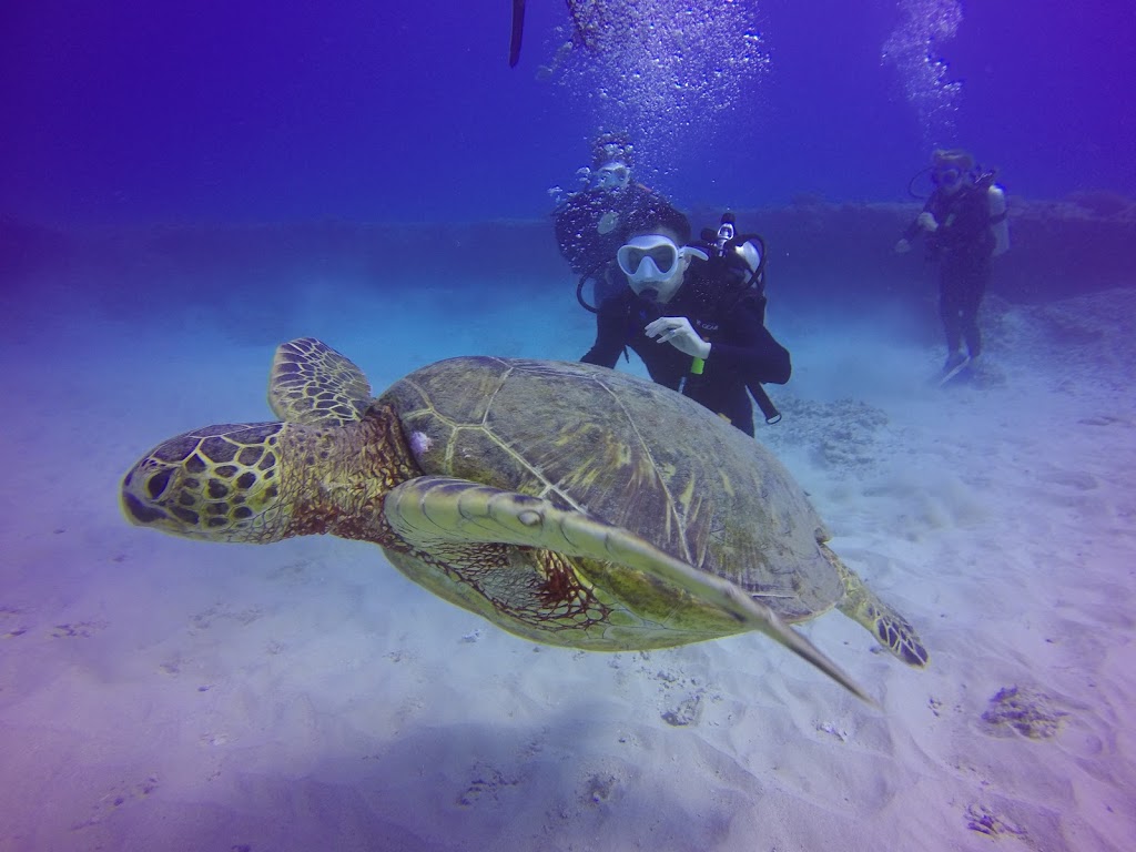 Oahu Diving | Kewalo Boat Harbor (*Not Dive Oahu*, Honolulu, HI 96814, USA | Phone: (808) 721-4210