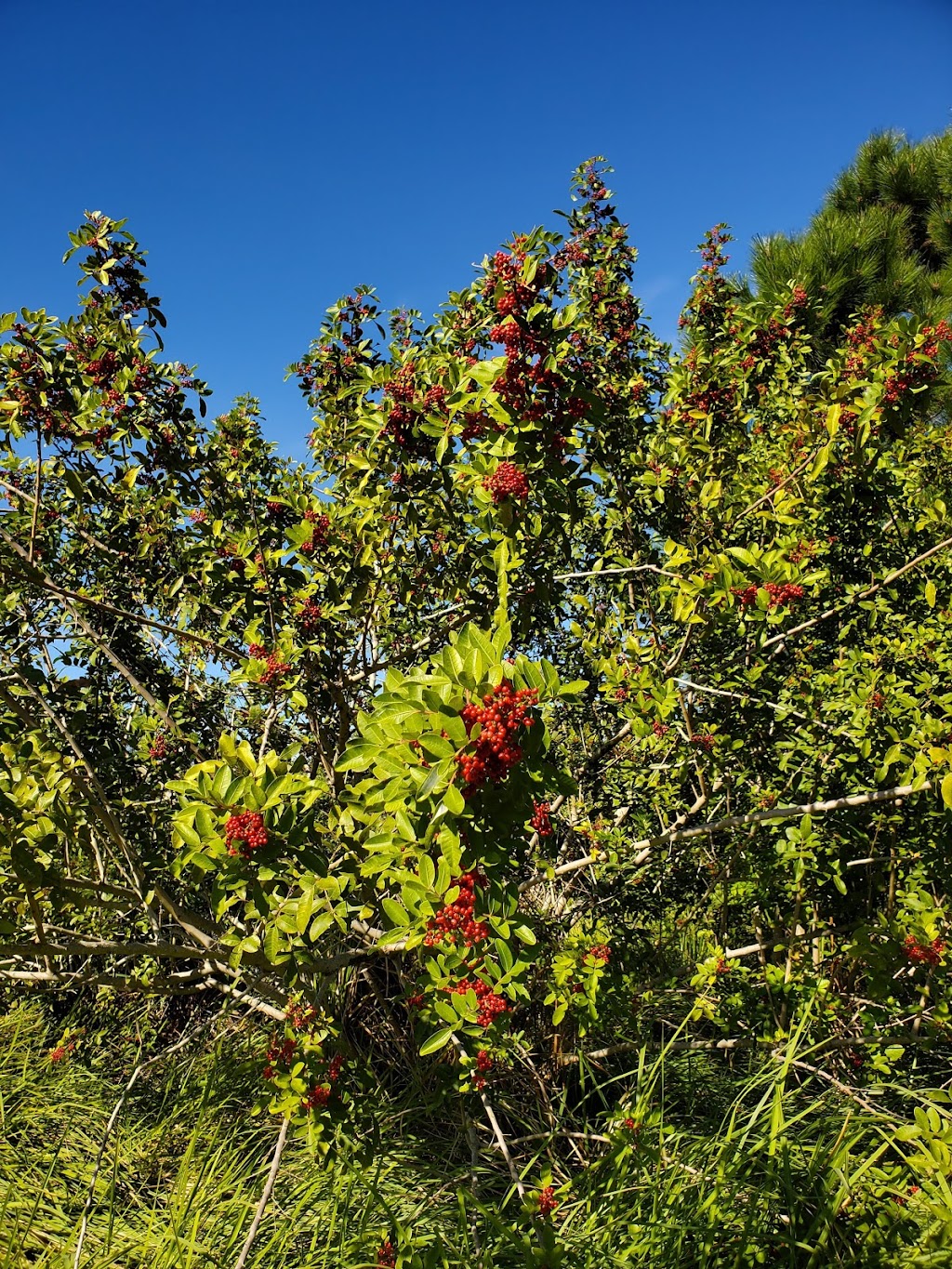 Wolf Branch Creek Nature Preserve | 481 Villemaire Rd, Apollo Beach, FL 33572 | Phone: (813) 671-7754