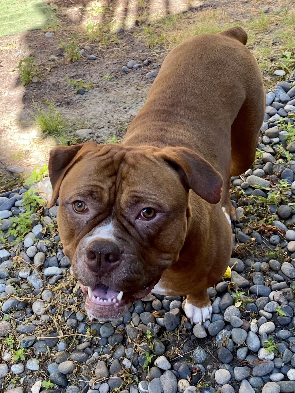 Woodside Animal Hospital | 1601 Woods Rd SE, Port Orchard, WA 98366, USA | Phone: (360) 871-3335
