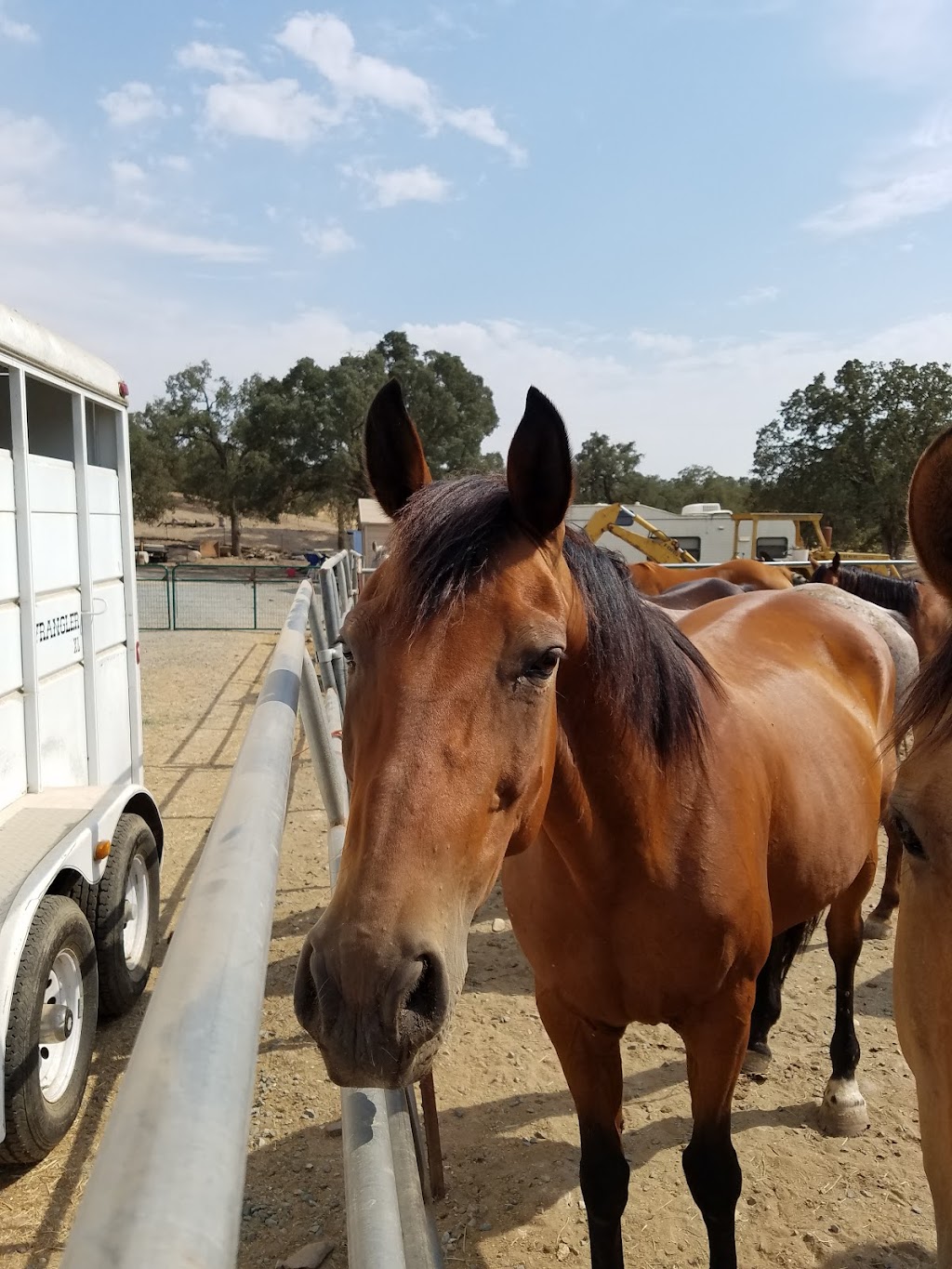 Heart 2 Heart Horsemanship | 11432 Colony Rd, Galt, CA 95632, USA | Phone: (209) 559-4823