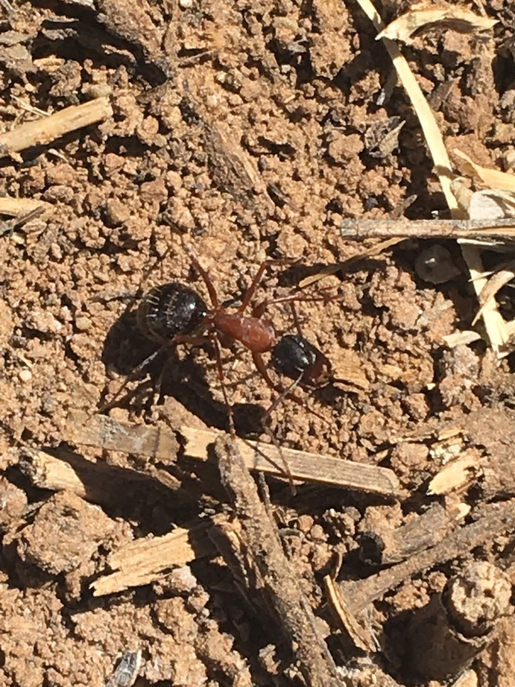 GreenValley Pest Management | 20 Entranosa Ln, Sandia Park, NM 87047, USA | Phone: (505) 435-7000